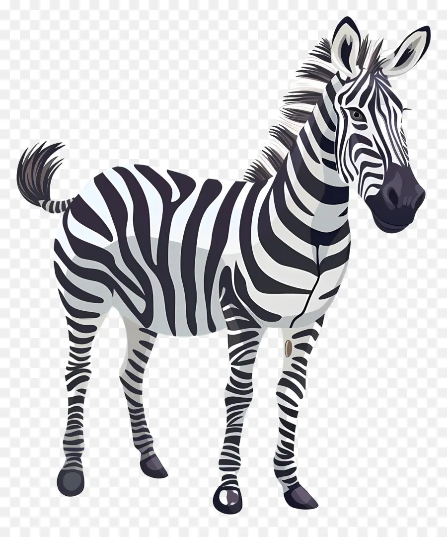 Zebra，Arka Ayaklarda Durur PNG