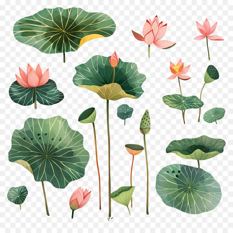 Lotus，Nilüfer Çiçekleri PNG