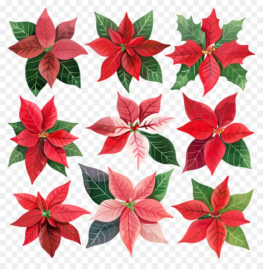 Poinsettia，Kırmızı PNG