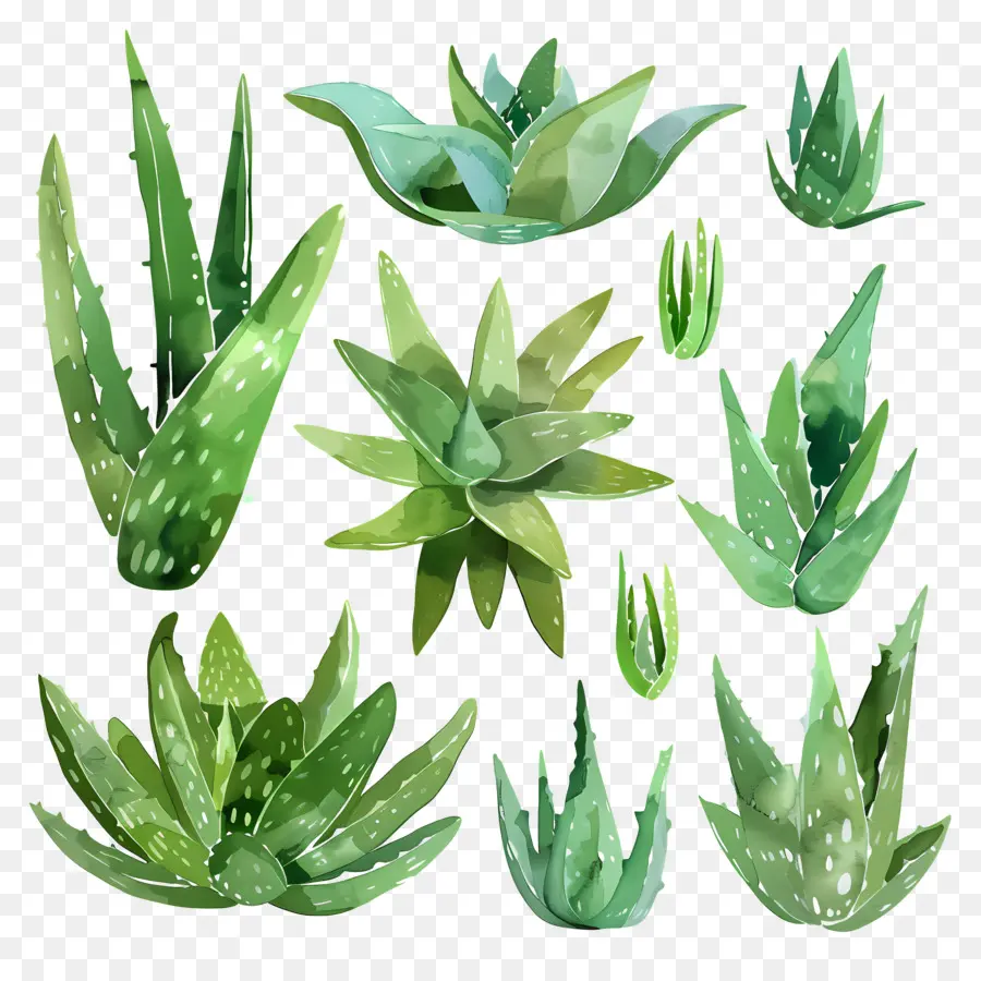 Aloe Vera，Cilt Durumu PNG