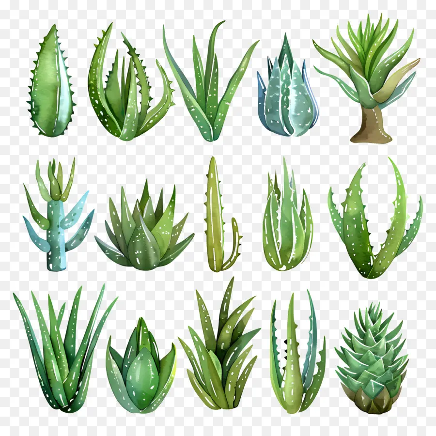 Aloe Vera，Etli PNG