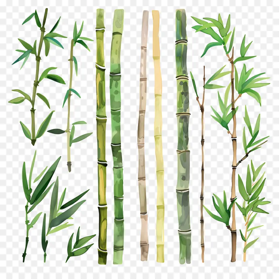 Bambu，Yeşil Bambu PNG