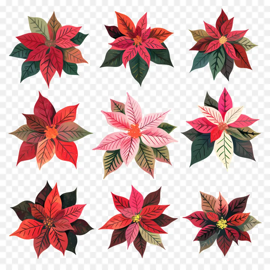 Poinsettia，çiçek Aranjmanı PNG