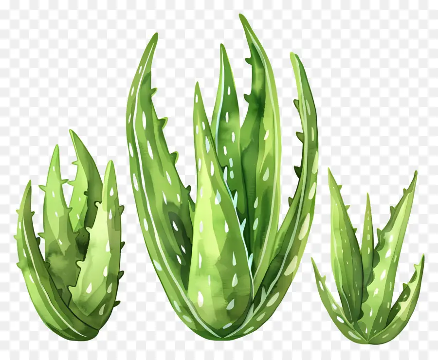 Aloe Vera，Etli PNG