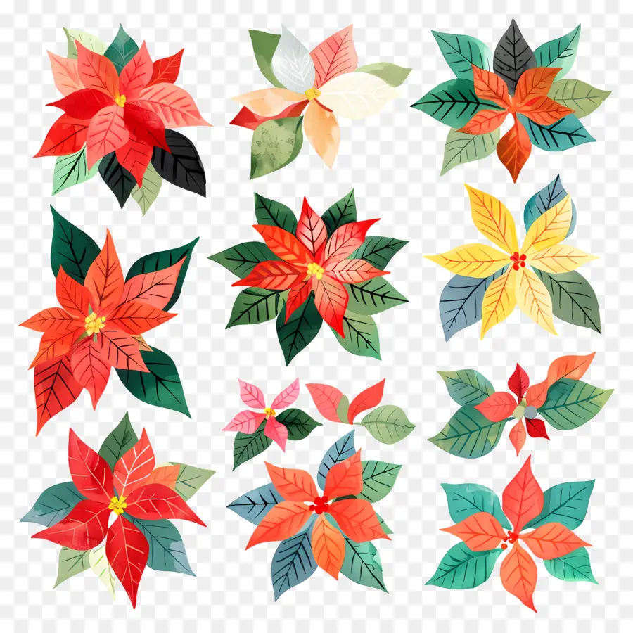 Poinsettia，Suluboya PNG