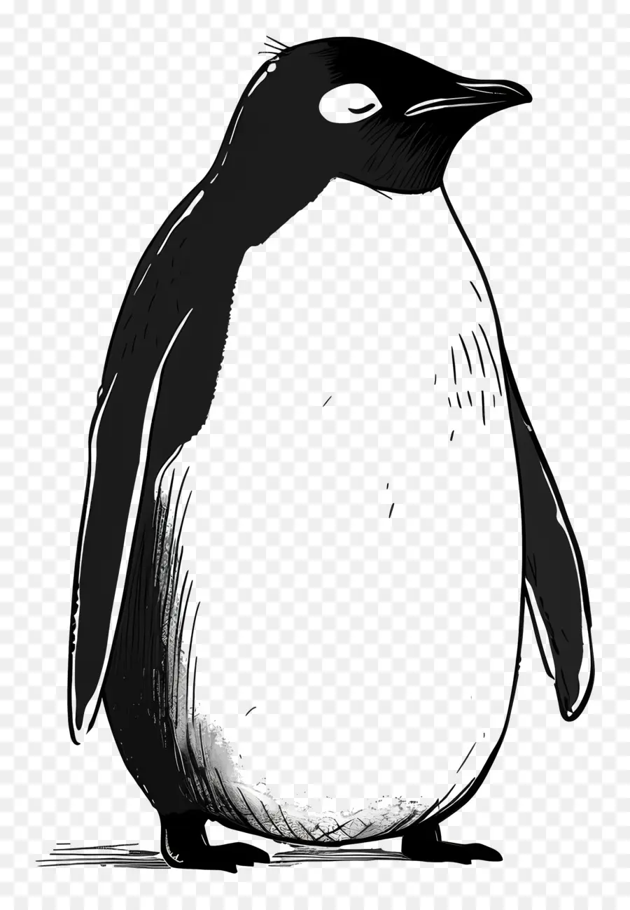 Karikatür Penguen，Penguen PNG