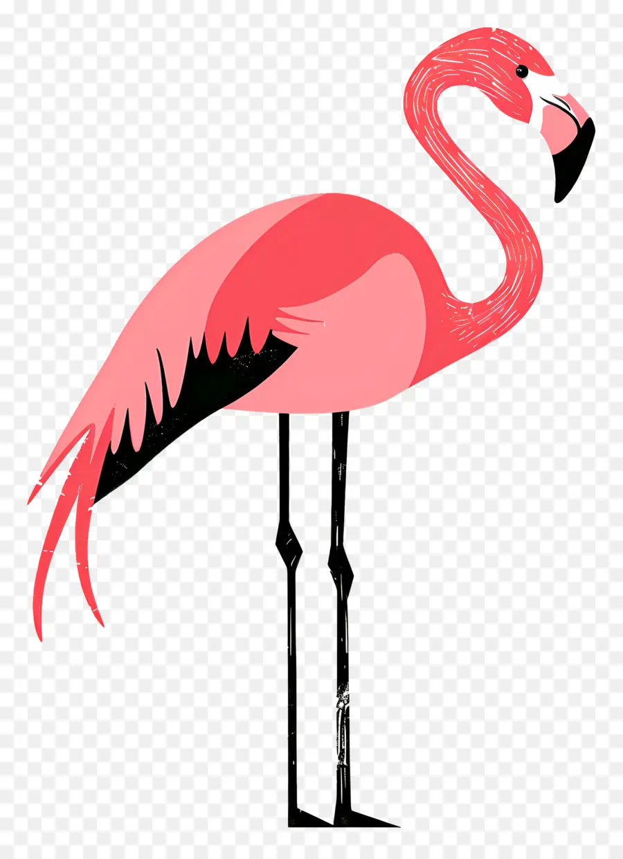 Flamingo，Pembe Flamingo PNG