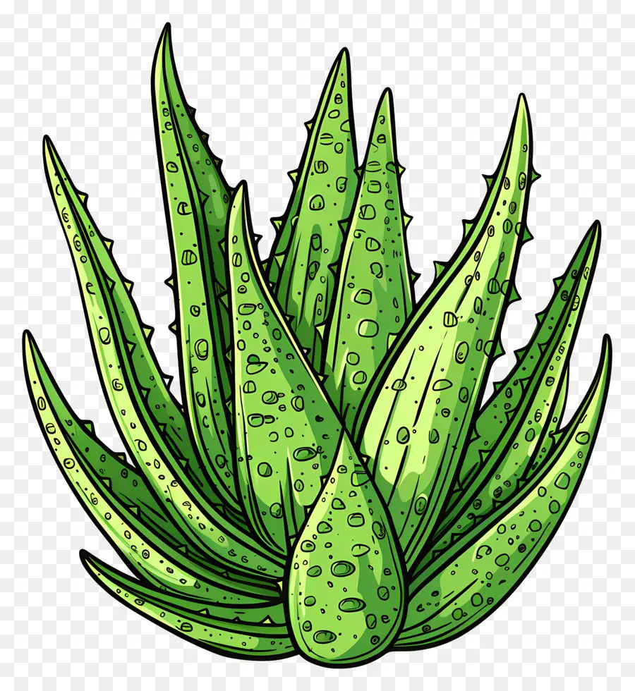 Aloe Vera，Bitki PNG