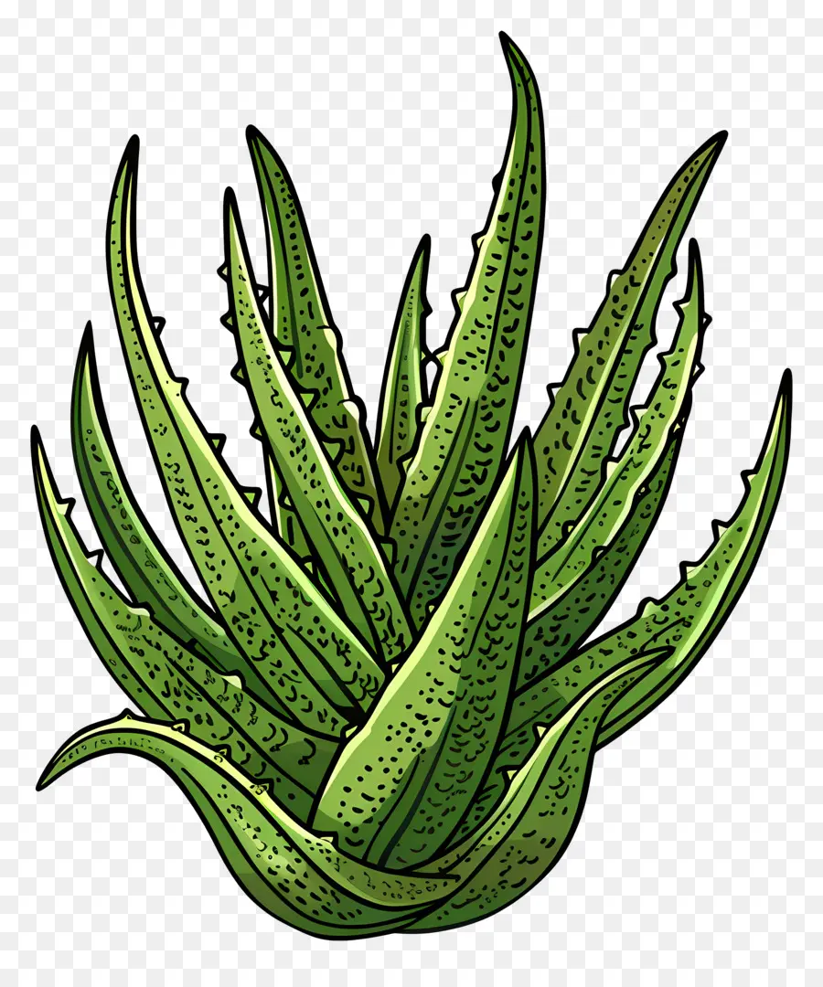 Aloe Vera，Aloe Vera Bitki PNG