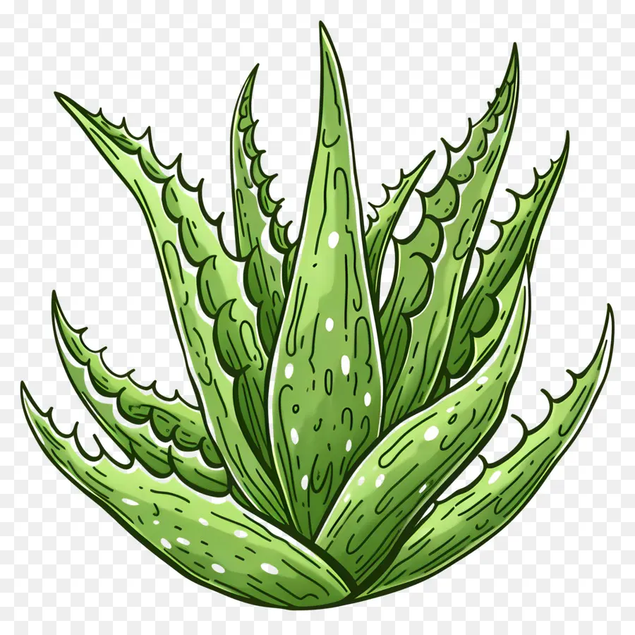 Aloe Vera，Etli PNG