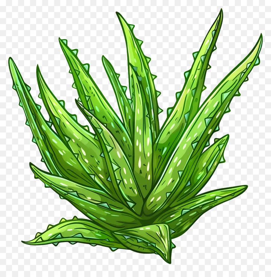 Aloe Vera，Bitki PNG