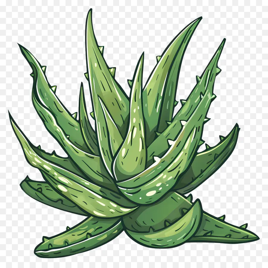 Aloe Vera，Etli PNG