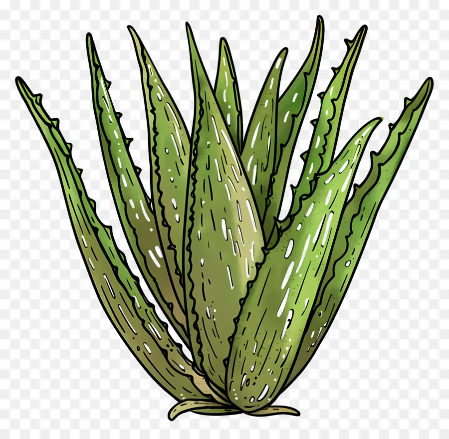 Aloe Vera，Etli PNG