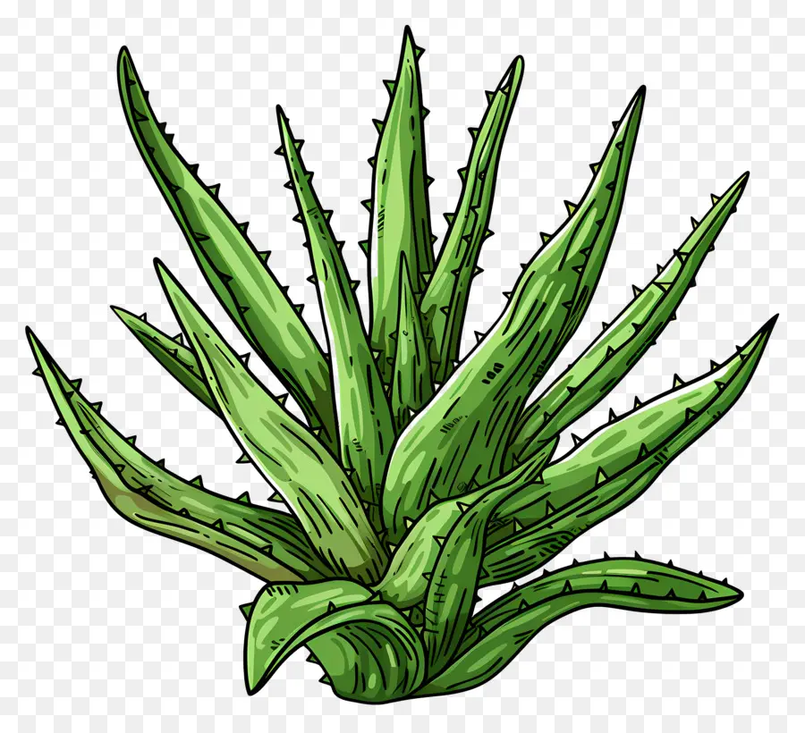 Aloe Vera，Etli PNG