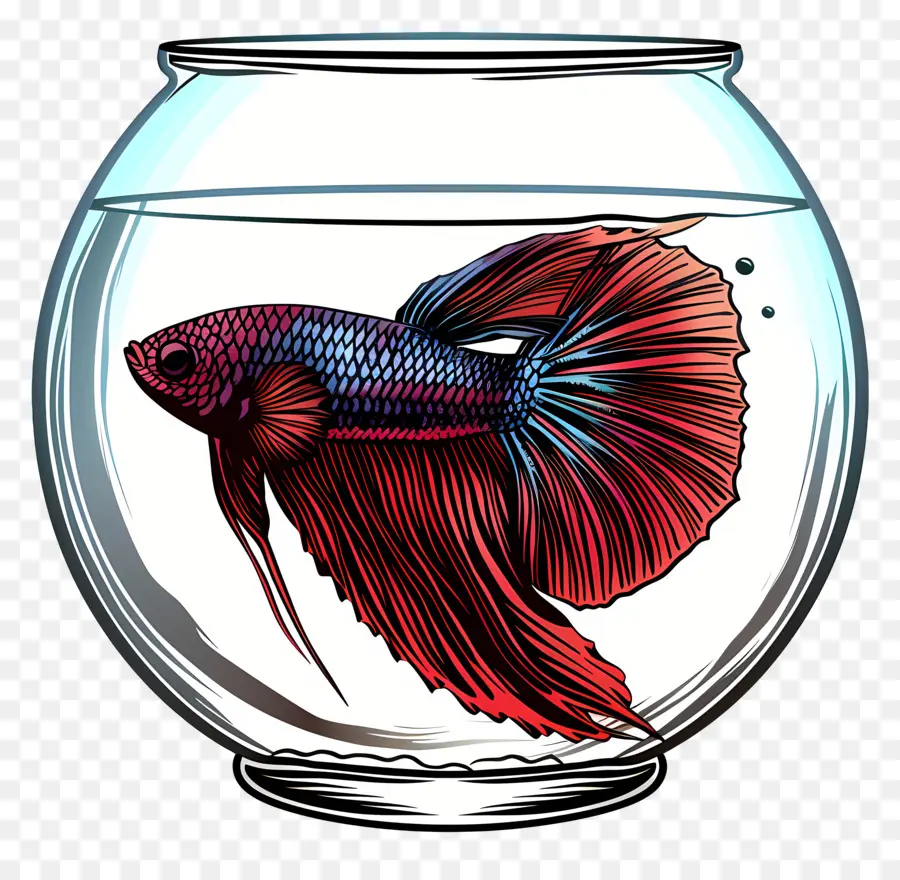 Betta Balığı，Akvaryum PNG