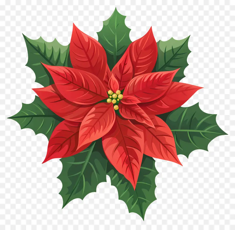 Noel çiçek，Poinsettia PNG