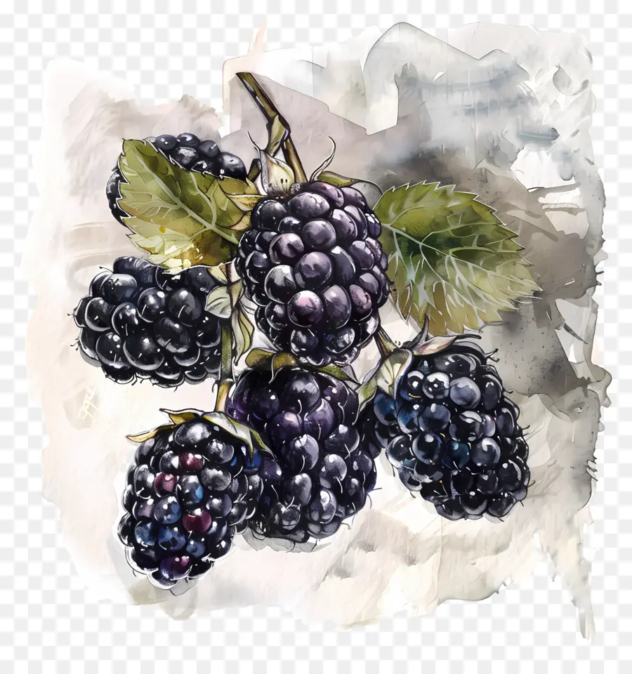 Böğürtlen，Blackberry Bush PNG