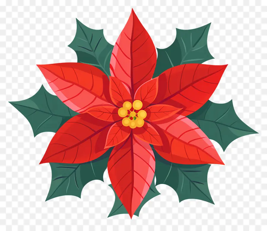 Noel çiçek，Poinsettia PNG