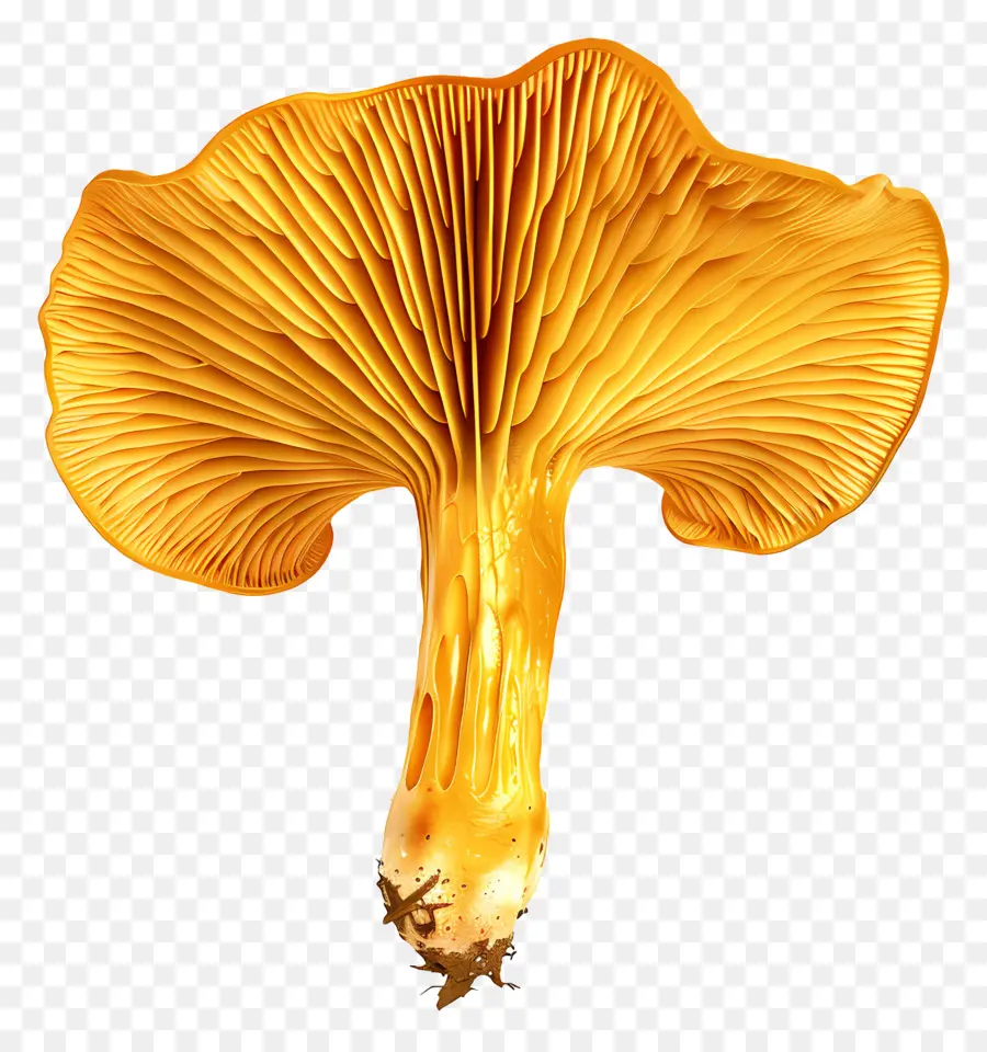 Chanterelle Mantar，Mantar PNG