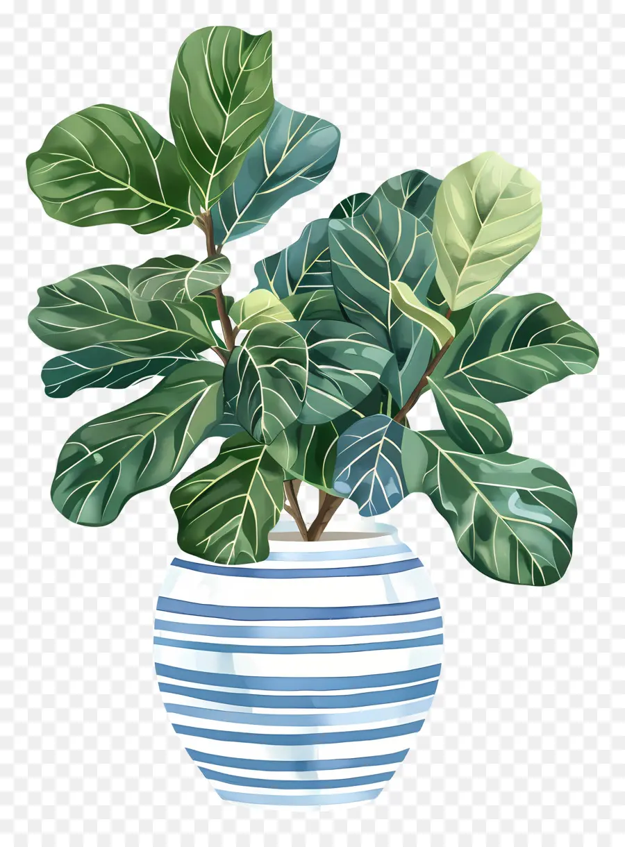 Ficus Lyrata，Kapalı Bitki PNG