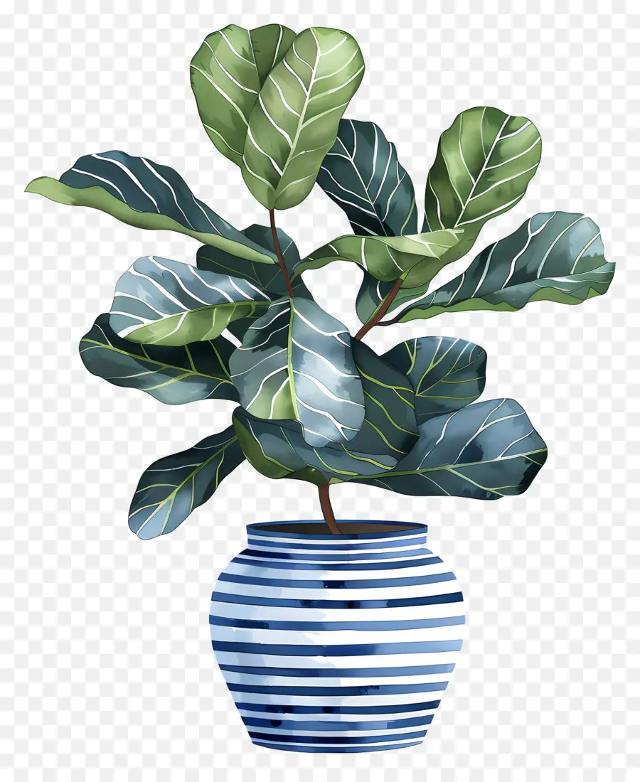 Ficus Lyrata，Kapalı Bitkiler PNG