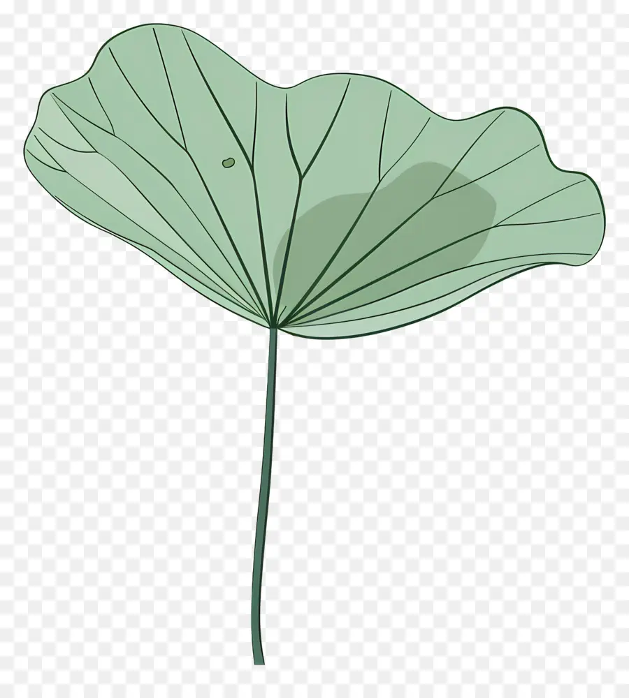 Lotus Yaprağı，Yeşil Yaprak PNG