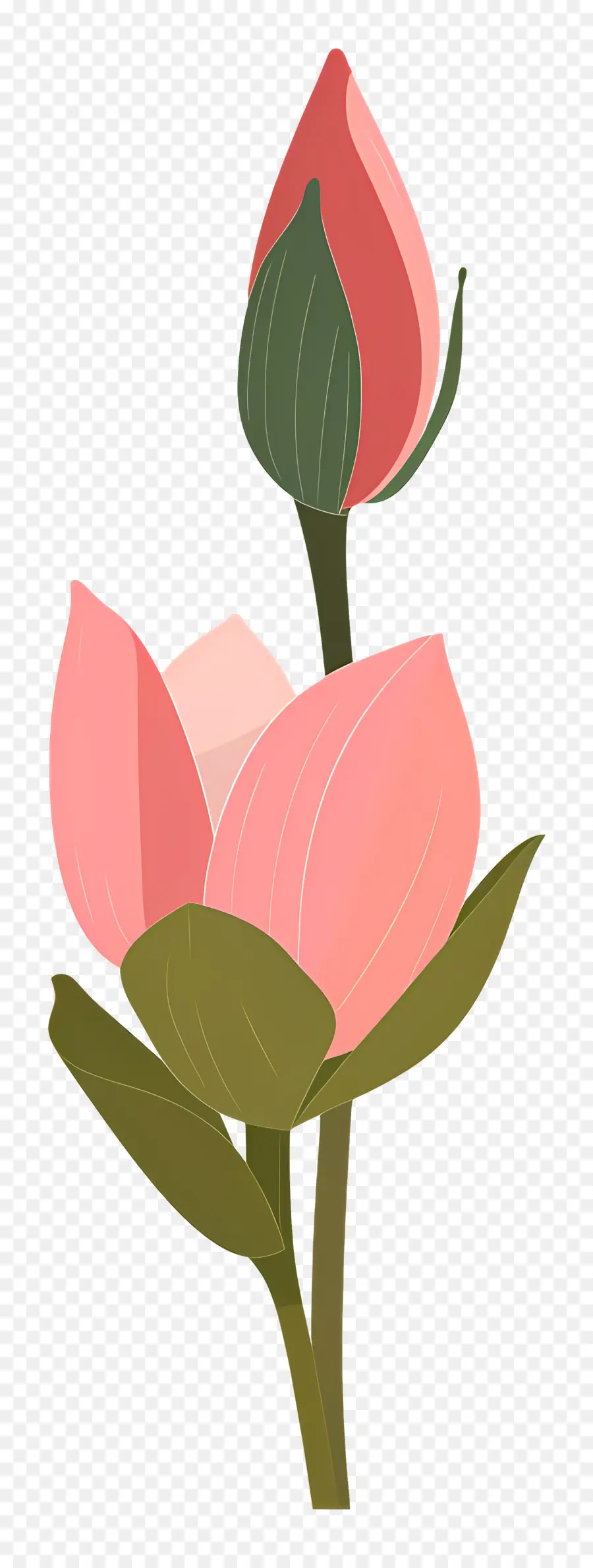 Lotus Tomurcuğu，Pembe Çiçek Tomurcuğu PNG