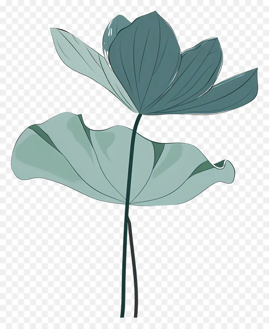 Lotus Yaprağı，Yeşil Yaprak PNG