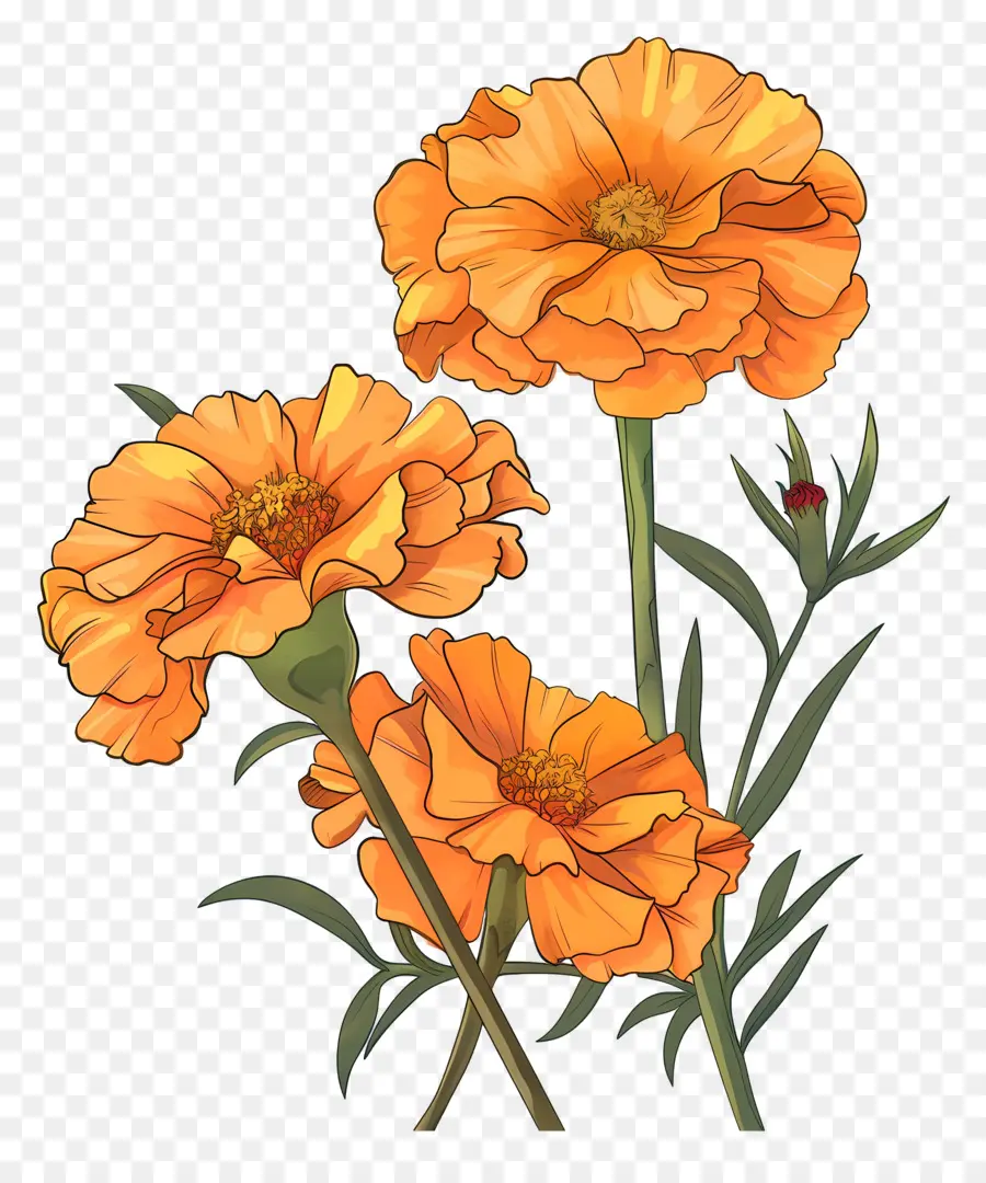 Marigold çiçek，Sarı Karanfiller PNG