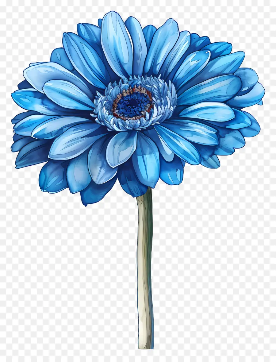 Mavi Gerbera，Mavi Çiçek PNG