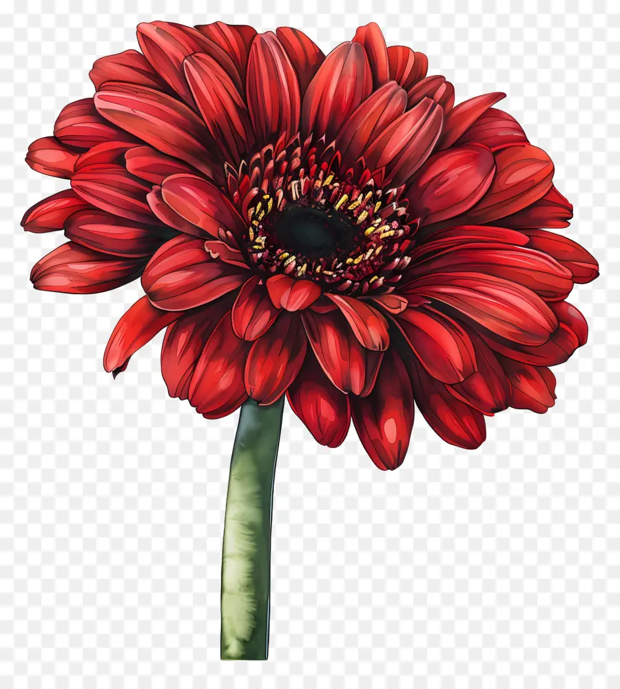 Kırmızı Gerbera，Kırmızı Çiçek PNG