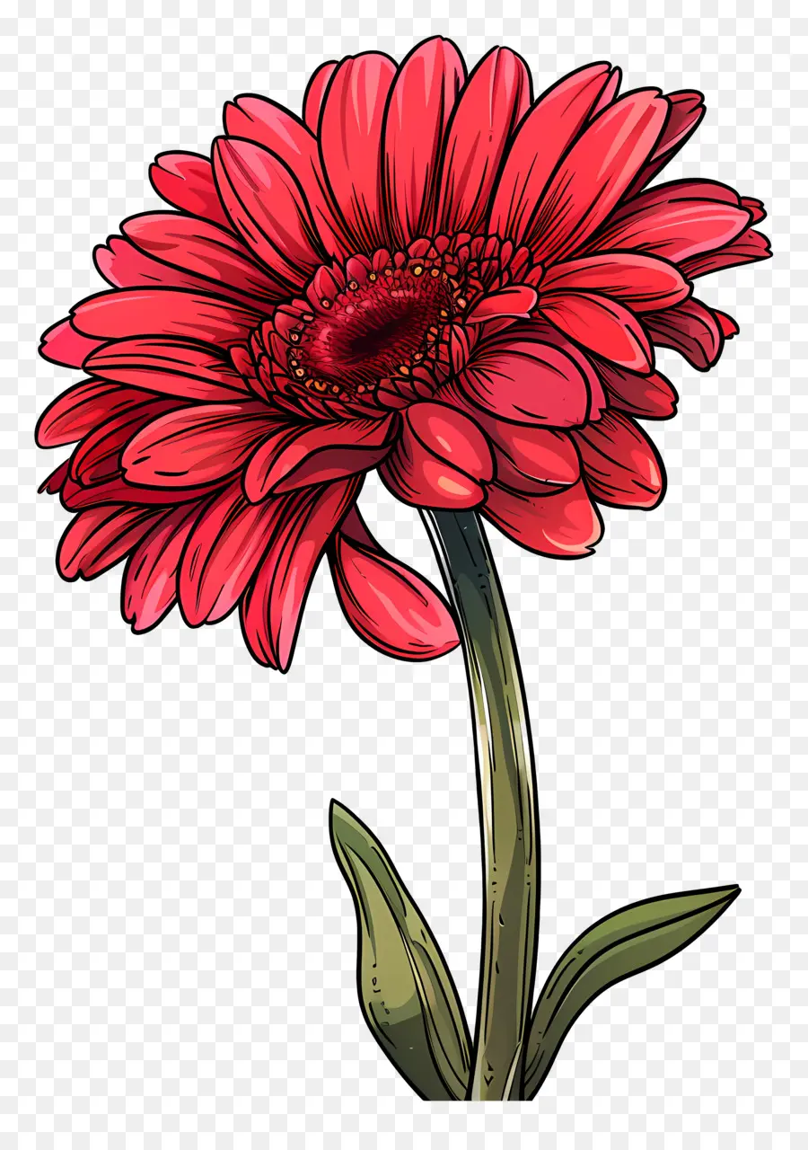 Kırmızı Gerbera，Kırmızı Çiçek PNG