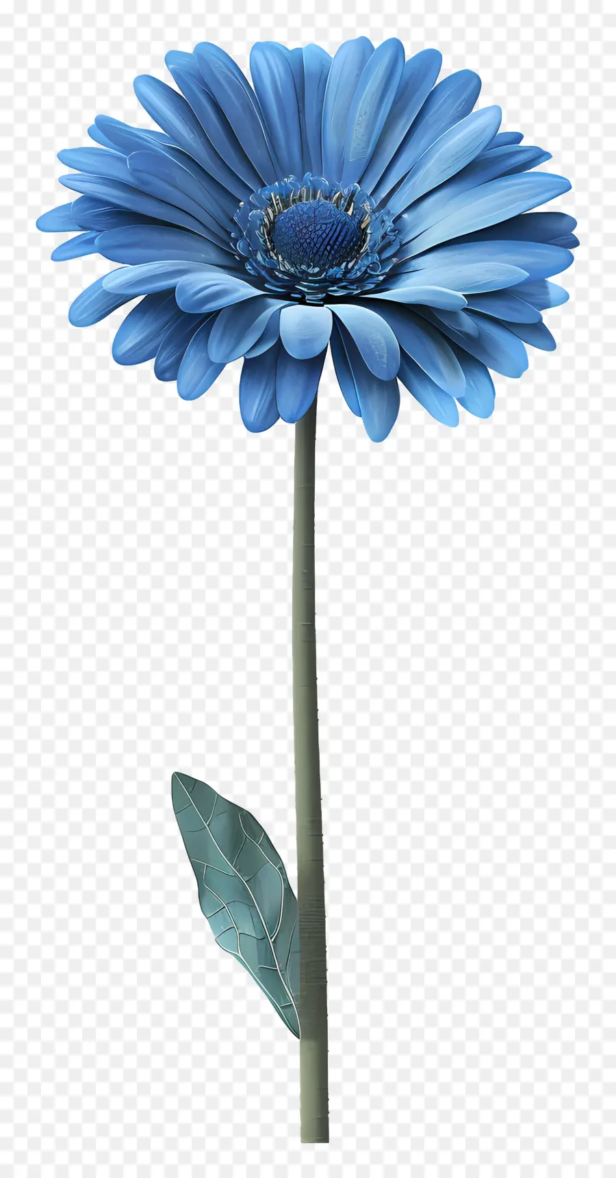 Mavi Gerbera，Mavi Çiçek PNG