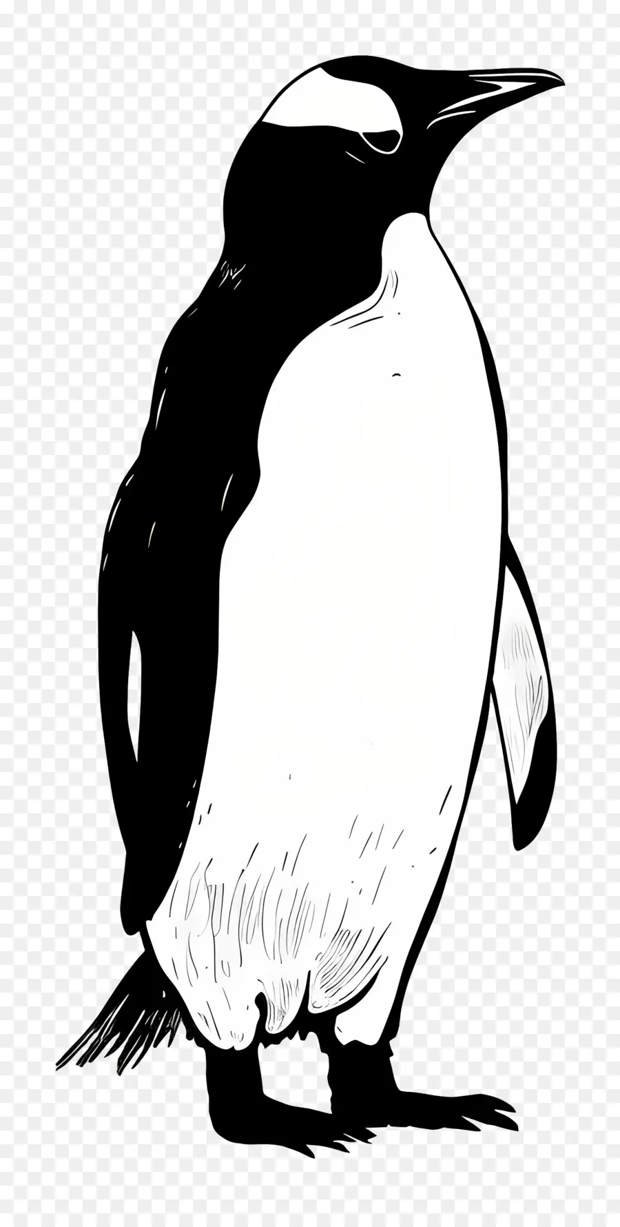 Penguen，Siyah Ve Beyaz PNG