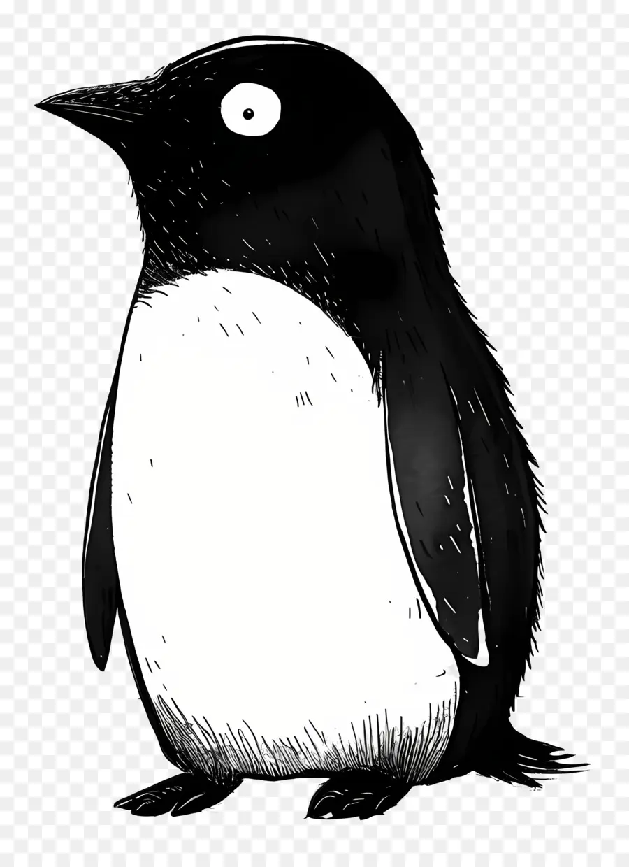 Penguen，Kuş PNG