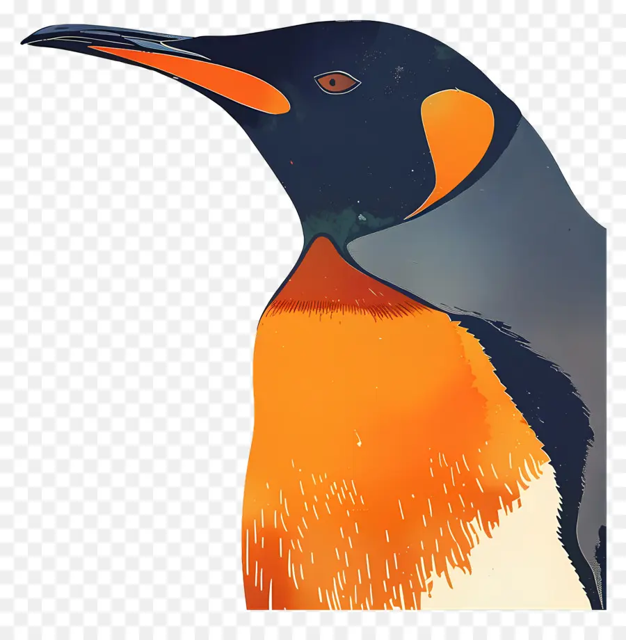 Penguen，Kuş PNG