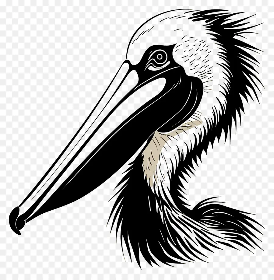 Pelican Başı，Pelikan PNG