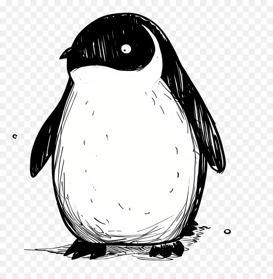 Penguen，Kuş PNG