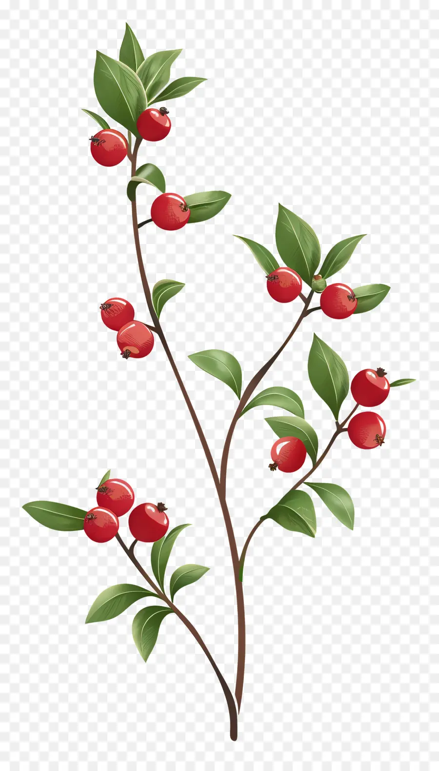 Kızılcık，Berry Şubesi PNG