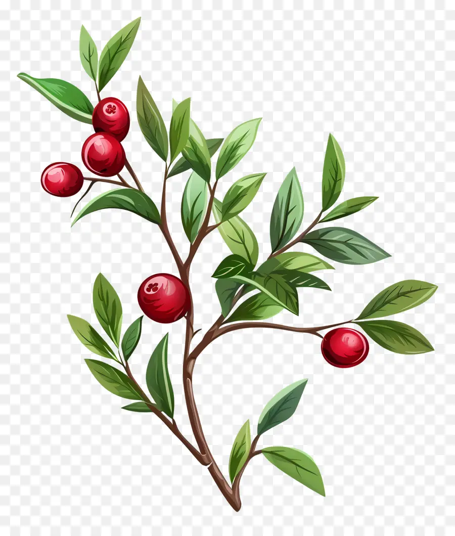 Kızılcık，Berry Şubesi PNG