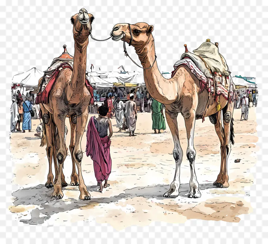 Pushkar Deve Fuarı，Develer PNG