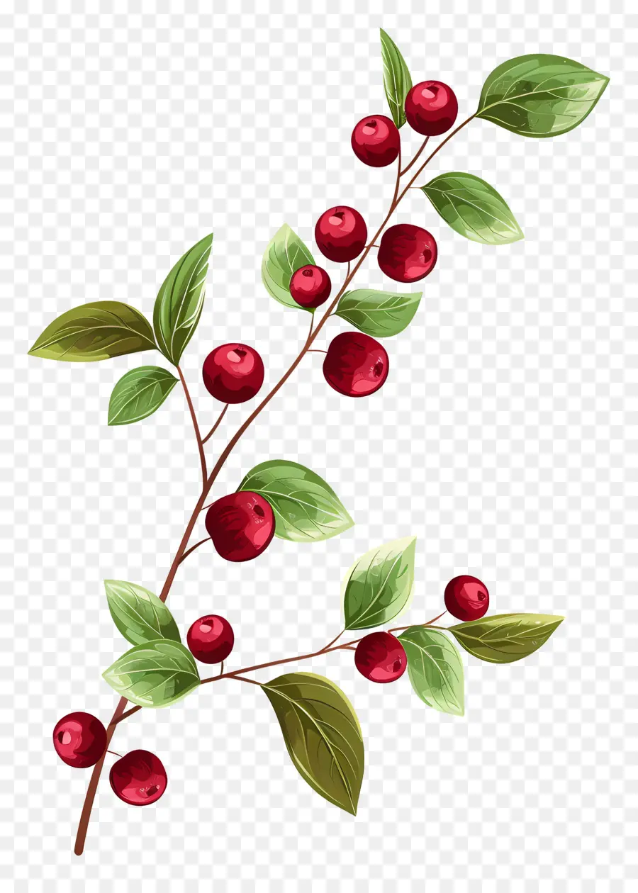 Kızılcık，Berry Şubesi PNG