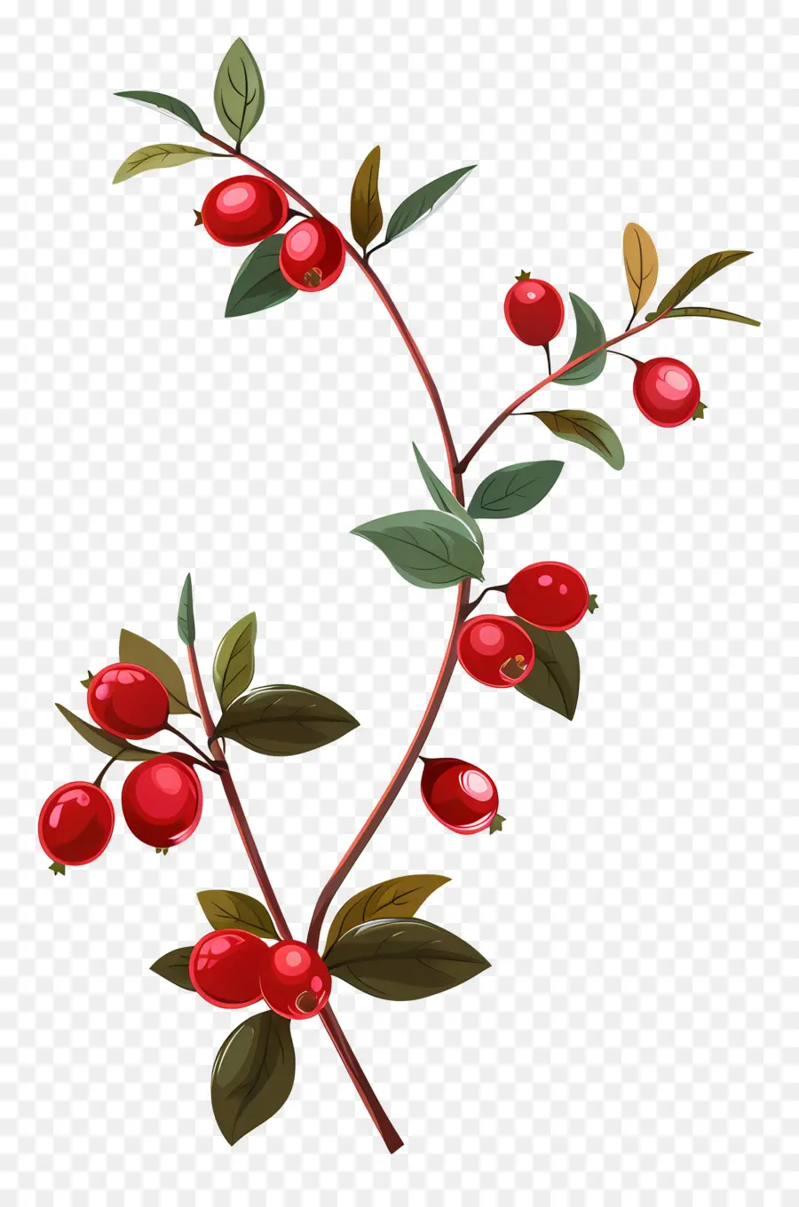 Kızılcık，Berry Şubesi PNG