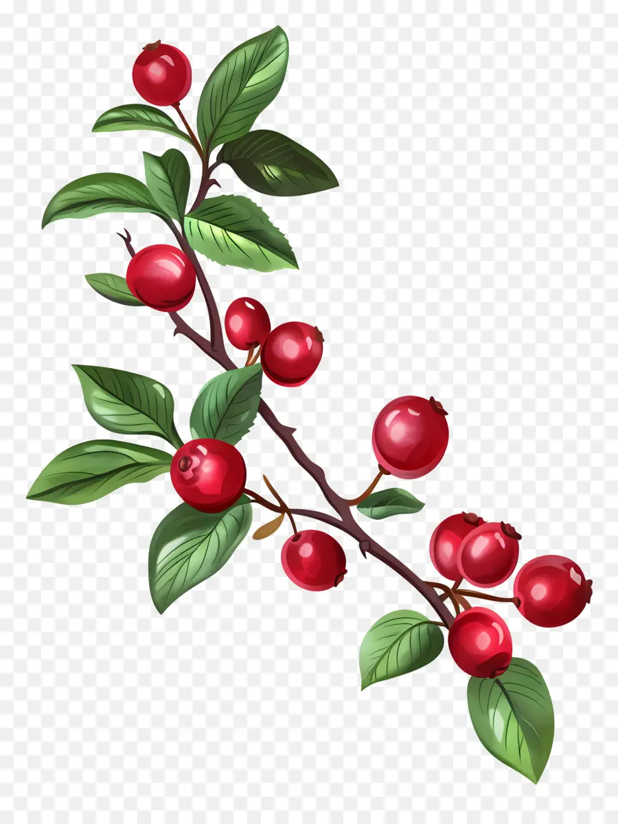 Kızılcık，Berry Şubesi PNG