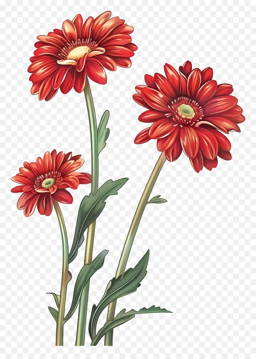 Gerbera çiçekleri，Kırmızı Çiçekler PNG