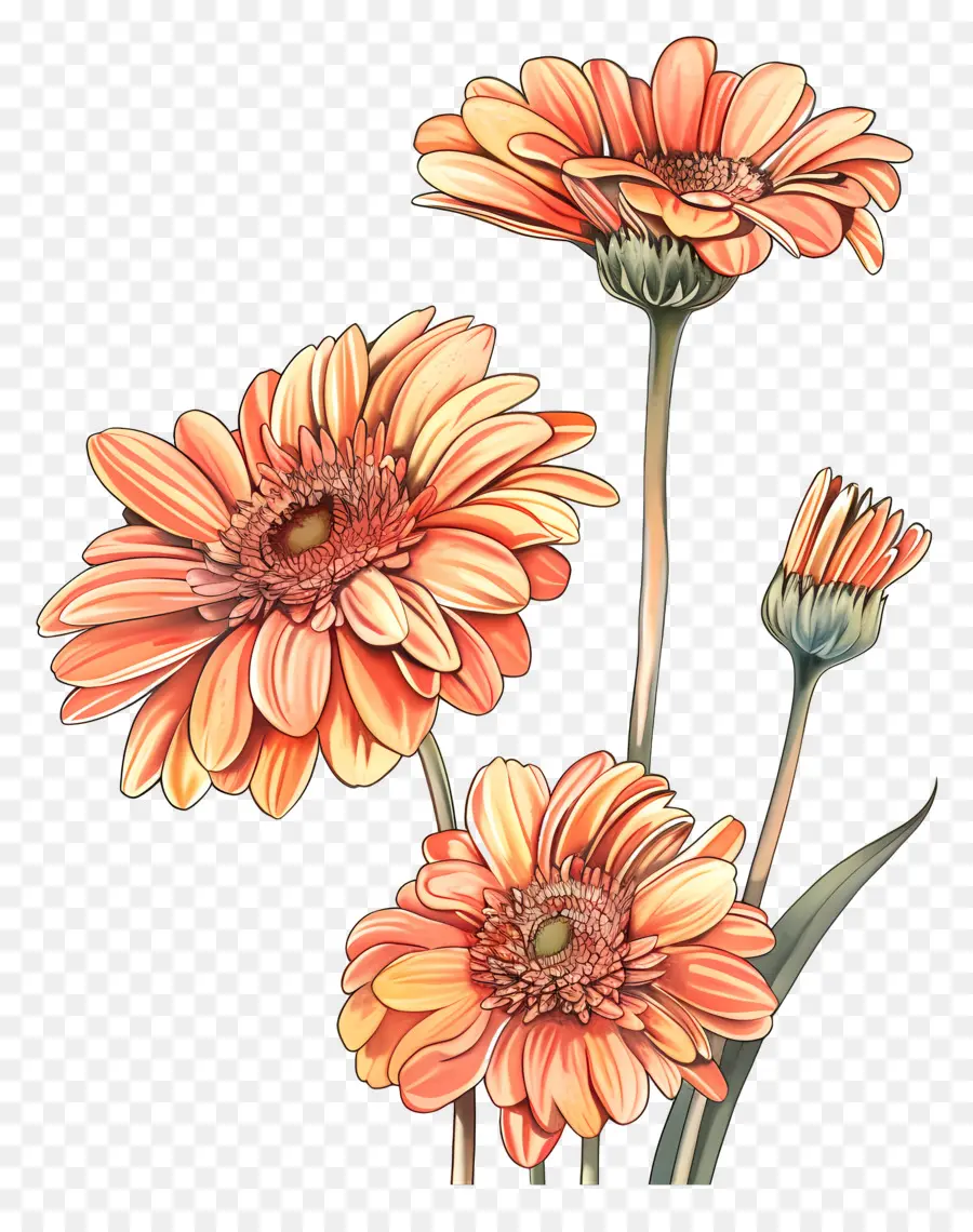 Gerbera çiçekleri，Pembe Çiçekler PNG