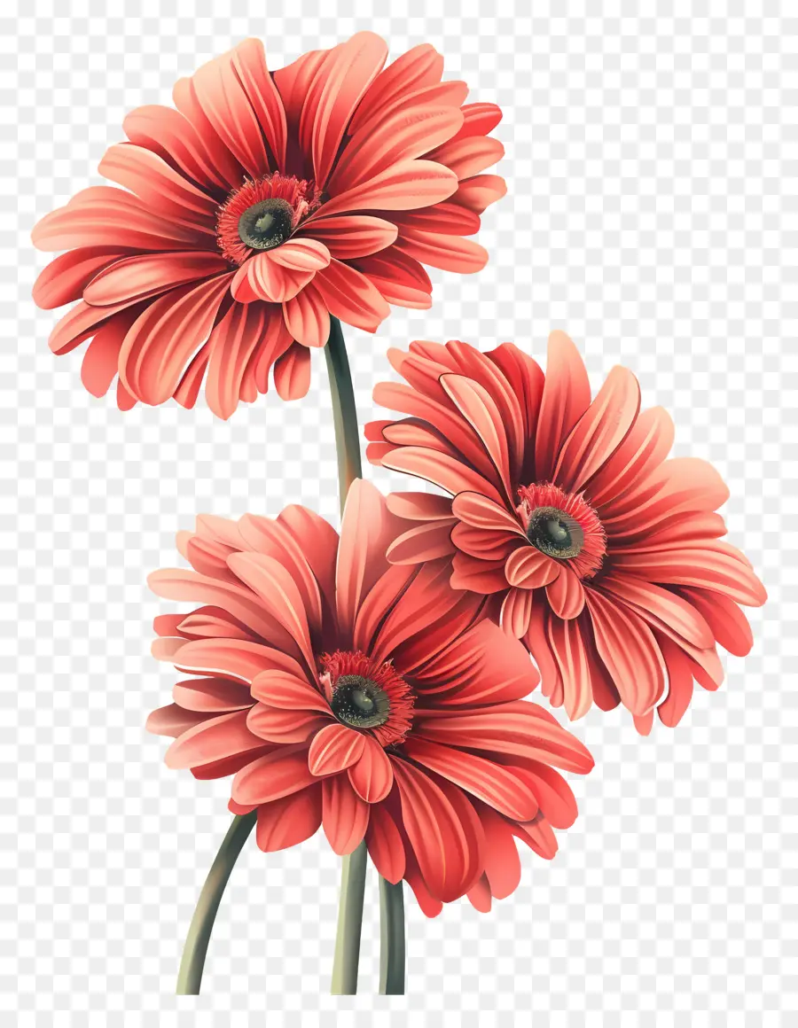 Gerbera çiçekleri，Kırmızı Çiçekler PNG