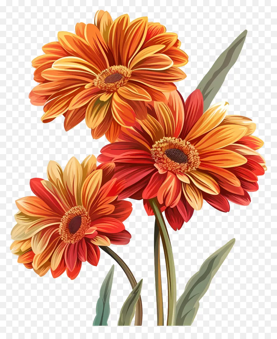 Gerbera çiçekleri，Kırmızı Çiçekler PNG