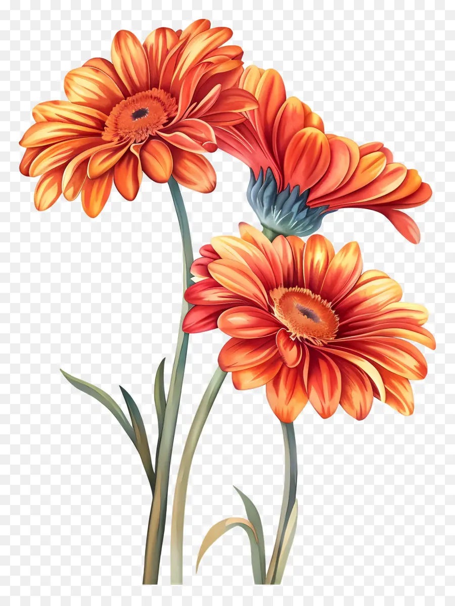 Gerbera çiçekleri，çiçekler PNG