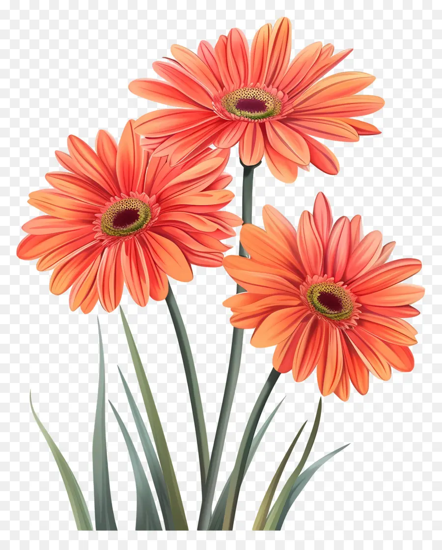 Gerbera çiçekleri，Kırmızı Çiçekler PNG